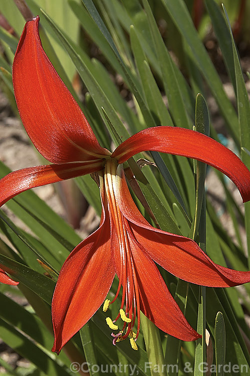 Jacobean. Lily or Aztec. Lily (<i>Sprekelia formosissima</i>), a summer-flowering bulb native to Mexico. The individual flowers are short-lived but appear over a long season and the flower stems are up to 30cm tall sprekelia-3327htm'>Sprekelia.