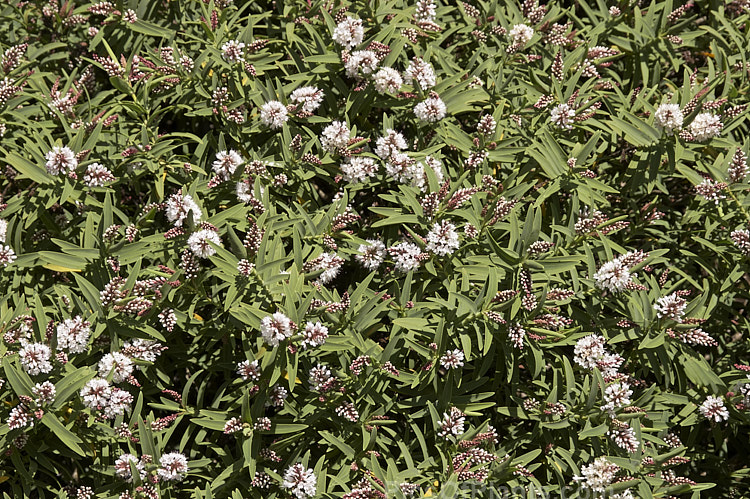 <i>Veronica albicans</i> (syns. <i>Hebe albicans</i>, <i>Hebe recurva</i>), a 60cm-1.2m high evergreen shrub found at 1000-1400m altitude in the Nelson region in the northern part of New Zealand's South Island Its flowers are primarily white and open in summer. Cultivated forms are smaller and seldom exceed 50cm tall Order: Lamiales, Family: Plantaginaceae