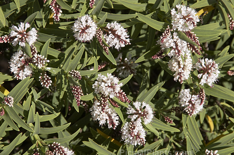 <i>Veronica albicans</i> (syns. <i>Hebe albicans</i>, <i>Hebe recurva</i>), a 60cm-1.2m high evergreen shrub found at 1000-1400m altitude in the Nelson region in the northern part of New Zealand's South Island Its flowers are primarily white and open in summer. Cultivated forms are smaller and seldom exceed 50cm tall Order: Lamiales, Family: Plantaginaceae