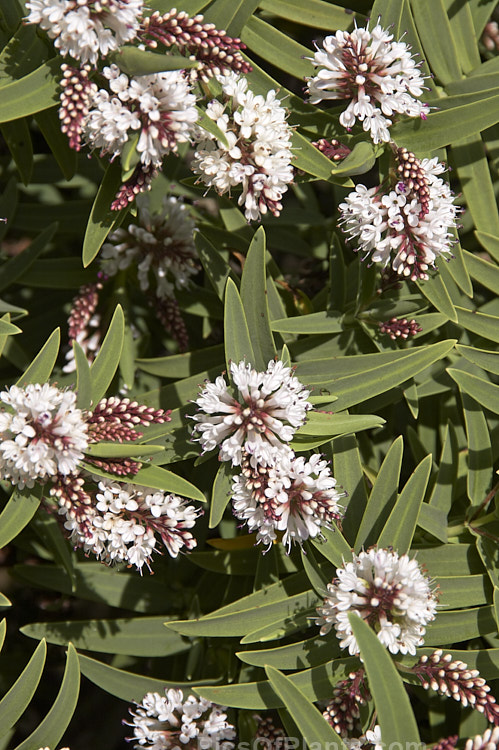 <i>Veronica albicans</i> (syns. <i>Hebe albicans</i>, <i>Hebe recurva</i>), a 60cm-1.2m high evergreen shrub found at 1000-1400m altitude in the Nelson region in the northern part of New Zealand's South Island Its flowers are primarily white and open in summer. Cultivated forms are smaller and seldom exceed 50cm tall Order: Lamiales, Family: Plantaginaceae