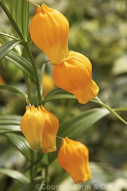 Chinese Lantern. Lily or Christmas Bells (<i>Sandersonia aurantiaca</i>), a summer-flowering tuberous-rooted perennial that is native to South Africa. The flower stems are up to 75cm tall and last well when cut. The leaves are tendril-tipped and can help hold the plant up by clinging to stems and other supports. sandersonia-3274htm'>Sandersonia. <a href='colchicaceae-plant-family-photoshtml'>Colchicaceae</a>.