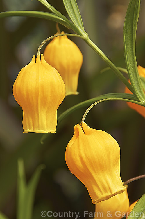Chinese Lantern. Lily or Christmas Bells (<i>Sandersonia aurantiaca</i>), a summer-flowering tuberous-rooted perennial that is native to South Africa. The flower stems are up to 75cm tall and last well when cut. The leaves are tendril-tipped and can help hold the plant up by clinging to stems and other supports. sandersonia-3274htm'>Sandersonia. <a href='colchicaceae-plant-family-photoshtml'>Colchicaceae</a>.