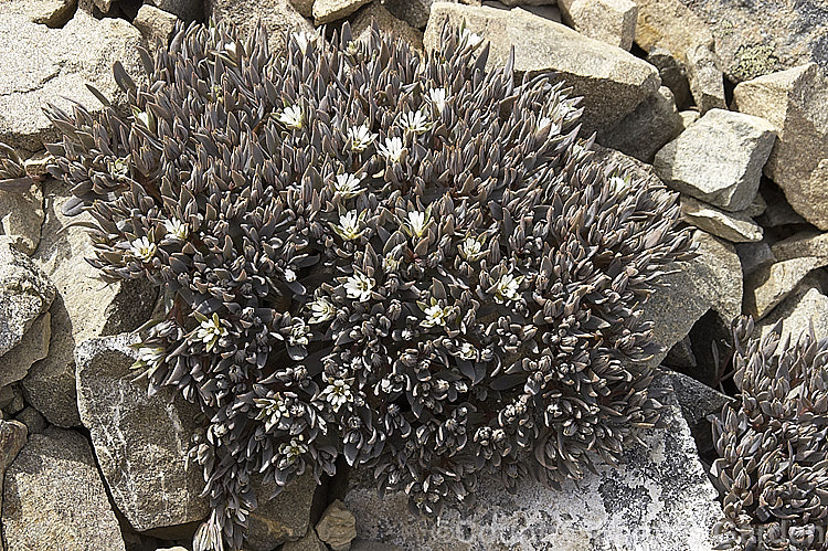 Mountain Chickweed (<i>Stellaria roughii</i>), a summer-flowering New Zealand alpine found on mountain screes at 1000-2000m altitude. Not to be confused with the similar. Gray-leaved Succulent (<i>Lignocarpa carnosula</i>). This is probably the most common scree plant on Foggy. Peak, where this shot was taken, and can be found throughout the scree. It is shown here with its flowers closed (they open only in the sun</i>), which better illustrates the camouflaging effect of the gray foliage. stellaria-2526htm'>Stellaria. Order: Caryophyllales, Family: Caryophyllaceae