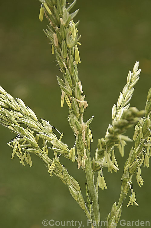 The male flowers of Sweet Corn, Maize or Corn (<i>Zea mays</i>), a robust annual grass from Central America grown for its edible seed heads (corn cobs</i>). The male flowers shed pollen that falls on the tassel-like female flowers below. Order: Poales, Family: Poaceae