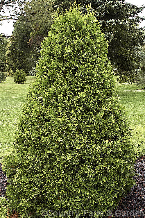 Thuja occidentalis 'Smaragd' (syns 'Emeraude', 'Emerald', 'Emerald. Green'), a pyramidal cultivar of an eastern North American coniferous tree. Similar to the widely grown 'Fastigiata', 'Smaragd' is shorter, around 5m tall, and has a broader base. Due to its hardiness, neat habit and dense year-round green foliage it has become very popular since its introduction in the mid-1950. Order: Pinales, Family: Cupressaceae
