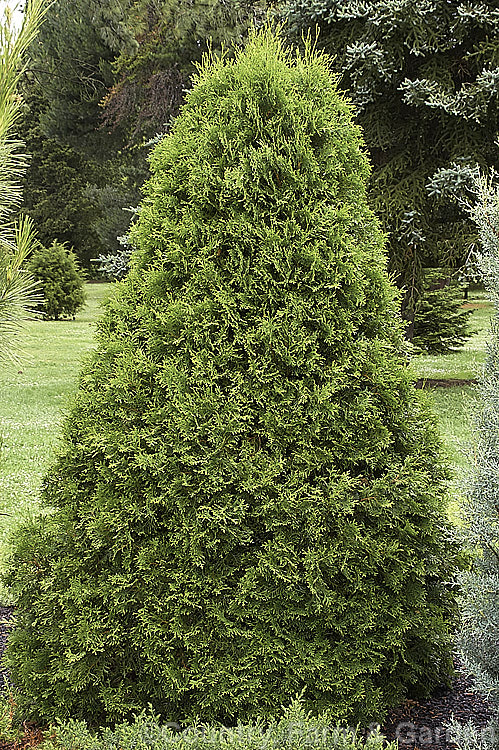 Thuja occidentalis 'Smaragd' (syns 'Emeraude', 'Emerald', 'Emerald. Green'), a pyramidal cultivar of an eastern North American coniferous tree. Similar to the widely grown 'Fastigiata', 'Smaragd' is shorter, around 5m tall, and has a broader base. Due to its hardiness, neat habit and dense year-round green foliage it has become very popular since its introduction in the mid-1950. Order: Pinales, Family: Cupressaceae