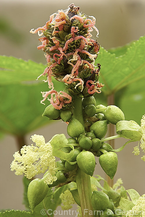 The flowerhead of the Castor. Bean (<i>Ricinus communis</i>), an evergreen, 5-12m tall shrub originally native northeastern Africa and the Middle. East but now widespread in the tropics. The source of castor oil, it is cultivated as a foliage plant but produces very poisonous berries and can cause contact dermatitis. The filamentous female flowers, which develop into spiny fruits, are borne above sprays of minute, creamy white male flowers