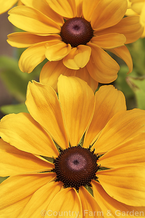 Rudbeckia 'Toto', a dwarf hybrid of Rudbeckia hirta, a US native. It grows to around 60cm tall, flowers very heavily and is a biennial or short-lived perennial that is usually treated as a bedding annual. rudbeckia-2220htm'>Rudbeckia.