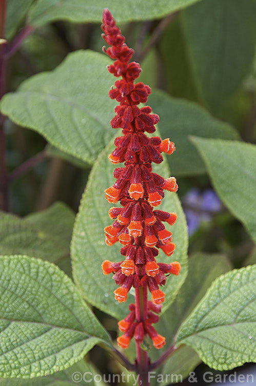 Salvia confertiflora, a very distinctive summer-flowering perennial sage from Brazil. It grows 1–2m tall with leaves up to 20cm long and flower spikes up to 30cm long. Order: Lamiales, Family: Lamiaceae