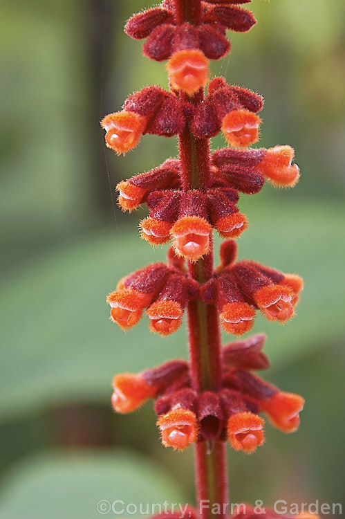 Salvia confertiflora, a very distinctive summer-flowering perennial sage from Brazil. It grows 1–2m tall with leaves up to 20cm long and flower spikes up to 30cm long. Order: Lamiales, Family: Lamiaceae