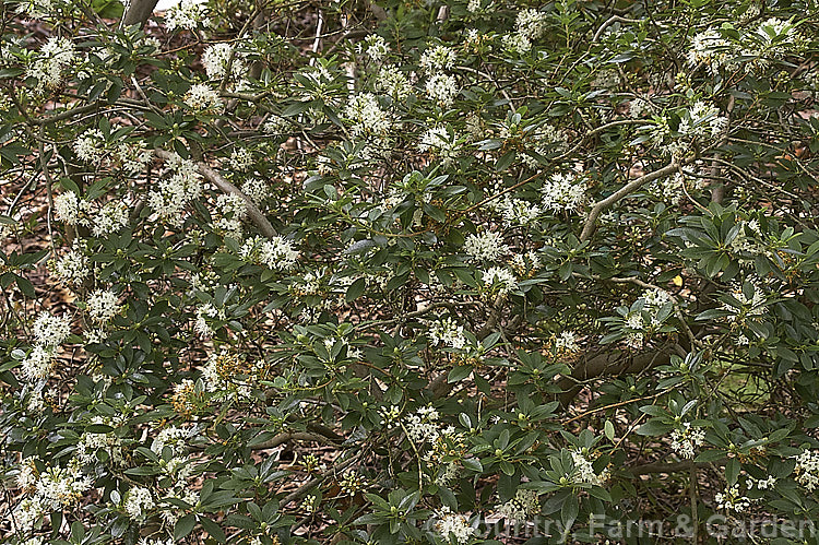 Rhododendron micranthum, an evergreen, late spring to summer-flowering shrub native to Korea and nearby parts of China. It grows to around 2m high and wide, with tiny flowers in racemes of up to 20 blooms