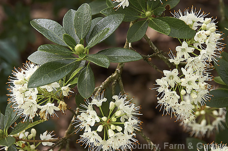 Rhododendron micranthum, an evergreen, late spring to summer-flowering shrub native to Korea and nearby parts of China. It grows to around 2m high and wide, with tiny flowers in racemes of up to 20 blooms