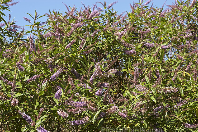 <i>Veronica</i> (syn. <i>Hebe</i>) 'Hidcote', a British-raised hybrid that flowers heavily and develops into a densely foliaged, spreading bush. Order: Lamiales, Family: Plantaginaceae
