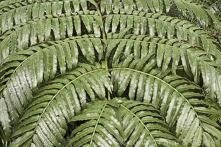 Frond detail of the King Fern, Para or Potato Fern (<i>Ptisana salicina [syn. Marattia salicina]), a huge rhizomatous fern from Australasia and tropical Asia with edible rhizomes and fronds up to 36m long. ptisana-3681htm'>Ptisana. <a href='marattiaceae-plant-family-photoshtml'>Marattiaceae</a>.