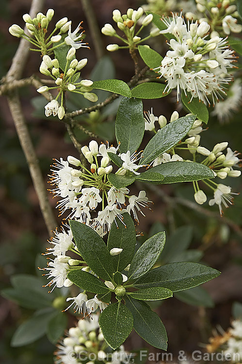 Rhododendron micranthum, an evergreen, late spring to summer-flowering shrub native to Korea and nearby parts of China. It grows to around 2m high and wide, with tiny flowers in racemes of up to 20 blooms
