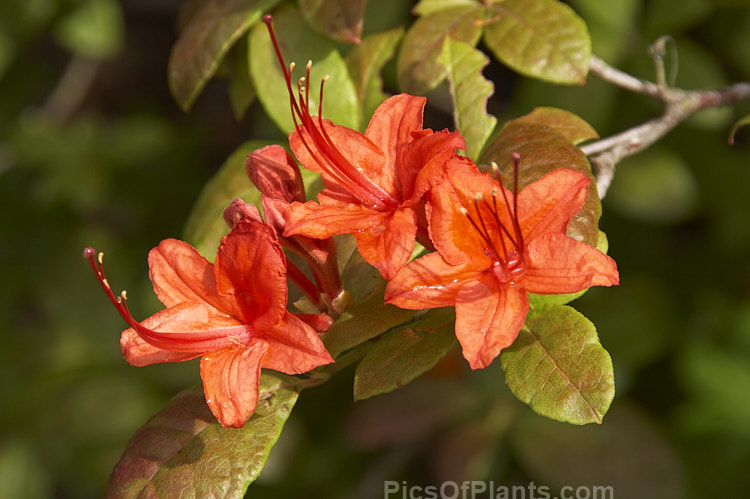 Plumleaf Azalea (<i>Rhododendron prunifolium</i>), a summer-flowering deciduous azalea native to the southeast United States. It is very hardy, grows to over 3m tall and was not botanically described until 1913. Order: Ericales, Family: Ericaceae