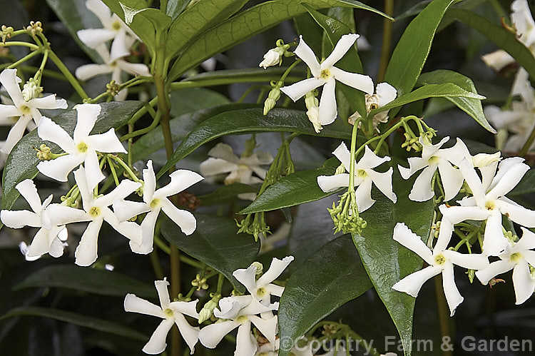 Star Jasmine (<i>Trachelospermum jasminoides</i>), an evergreen climber native to China. Its flowers are very fragrant and appear mainly in summer. trachelospermum-3362htm'>Trachelospermum. Order: Gentianales, Family: Apocynaceae