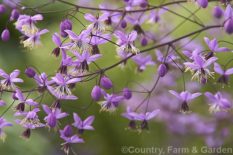 Thalictrum delavayi (syn. Thalictrum dipterocarpum</i>), a late spring- to summer-flowering herbaceous perennial from western China and eastern Tibet. Its flowering stems can grow to around 18m tall thalictrum-2040htm'>Thalictrum.
