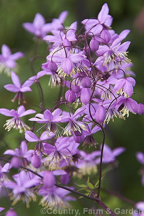 Thalictrum delavayi (syn. Thalictrum dipterocarpum</i>), a late spring- to summer-flowering herbaceous perennial from western China and eastern Tibet. Its flowering stems can grow to around 18m tall thalictrum-2040htm'>Thalictrum.