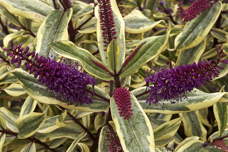 <i>Veronica</i> (syn. <i>Hebe</i>) 'Moonlight', a boldly variegated Hebe speciosa hybrid that has especially dark purple flowers. Its grows to around 1.5m high and wide. Order: Lamiales, Family: Plantaginaceae