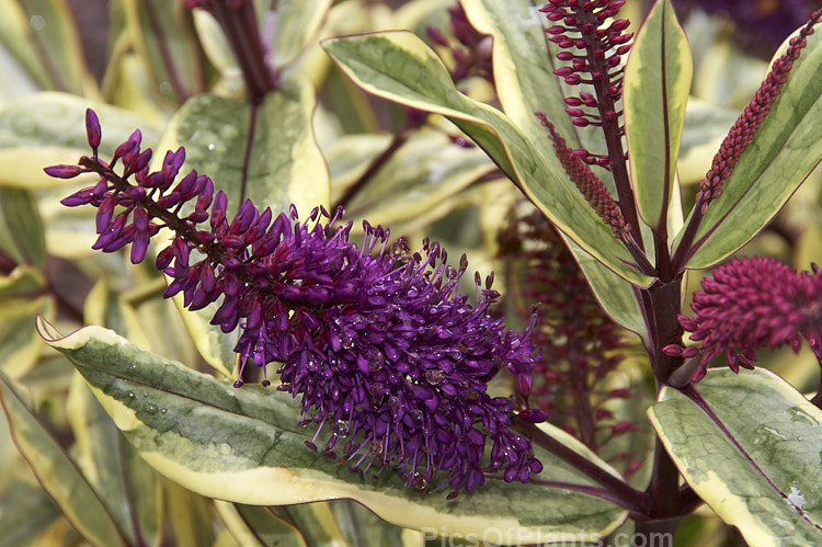 <i>Veronica</i> (syn. <i>Hebe</i>) 'Moonlight', a boldly variegated Hebe speciosa hybrid that has especially dark purple flowers. Its grows to around 1.5m high and wide. Order: Lamiales, Family: Plantaginaceae
