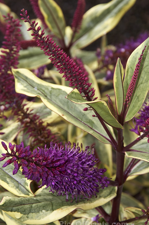 <i>Veronica</i> (syn. <i>Hebe</i>) 'Moonlight', a boldly variegated Hebe speciosa hybrid that has especially dark purple flowers. Its grows to around 1.5m high and wide. Order: Lamiales, Family: Plantaginaceae