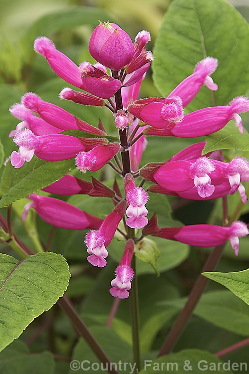 Salvia involucrata 'Bethellii', a cultivar of a summer- and autumn-flowering perennial sage native to Mexico. It grows to around 15m tall and develops into a large clump. Both foliage and flowers have a covering of velvety hairs 'Bethellii' differs from the species in its leaf shape and slightly more intensely coloured flowers. Order: Lamiales, Family: Lamiaceae