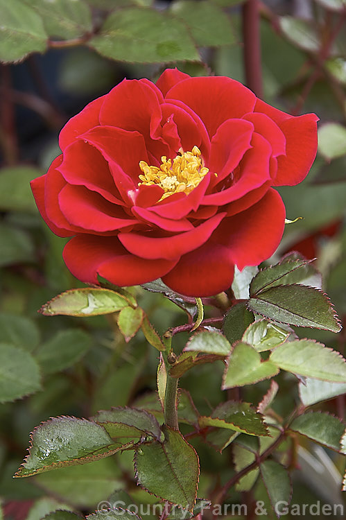Rosa 'High Spirits' ('Sheri. Anne' x 'Tamango'), a miniature shrub rose raised by Saville of the United States and introduced in 1983. It grows to around 45cm tall and has mildly scented flowers. Order: Rosales, Family: Rosaceae