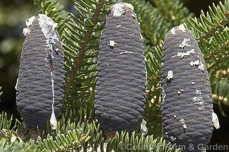 Faber's Fir (<i>Abies fabri</i>), an evergreen conifer up to 25m tall. Native to western China, this species is notable for its beautiful blue-black cones and purple winter buds. Order: Pinales, Family: Pinaceae