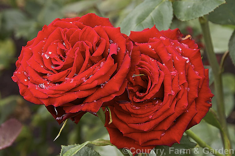 Rosa 'Roseworld' (syn 'Ilam'), a Large-flowered (<i>Hybrid Tea</i>) bush rose raised by Nola. Simpson of New Zealand and introduced in 1994 to commemorate the Roseworld '94 exhibition held in Christchurch, NZ. Order: Rosales, Family: Rosaceae