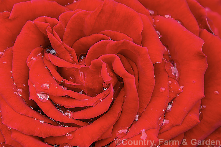 Rosa 'Roseworld' (syn 'Ilam'), a Large-flowered (<i>Hybrid Tea</i>) bush rose raised by Nola. Simpson of New Zealand and introduced in 1994 to commemorate the Roseworld '94 exhibition held in Christchurch, NZ. Order: Rosales, Family: Rosaceae