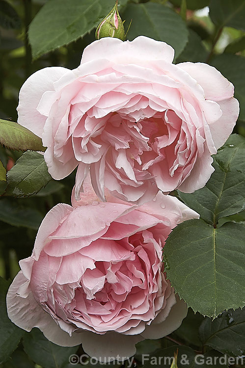 Rosa 'Kathryn Morley' (''Mary Rose' x 'Chaucer'), a mildly scented. English Shrub Rose raised by Austin of England in 1990. Order: Rosales, Family: Rosaceae