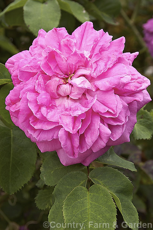 Rosa 'Baronne. Prevost' (parentage unknown</i>), a thorny 15m high. Hybrid Perpetual bush rose raised by Desprez of France in 1842. Order: Rosales, Family: Rosaceae
