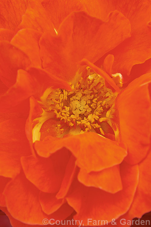 Rosa 'Kapai' ('Madame Bollinger' x 'Tombola'), a Cluster-flowered (<i>Floribunda</i>) bush raised by McGredy of New Zealand in 1977. It is repeat-flowering and slightly scented. Order: Rosales, Family: Rosaceae