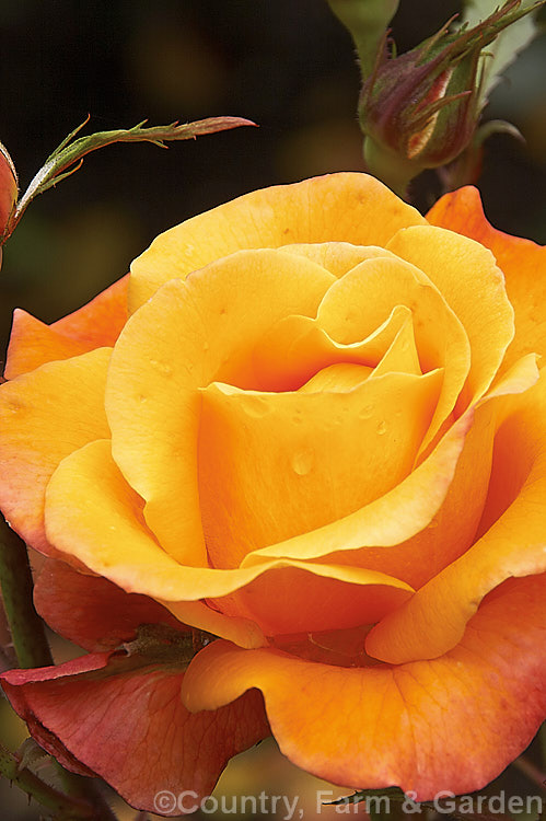 Rosa 'New Year' (syn 'Arcadian' [''Mary Sumner' x seedling]), a Cluster-flowered (<i>Floribunda</i>) bush raised by McGredy of New Zealand and introduced in 1982. Order: Rosales, Family: Rosaceae