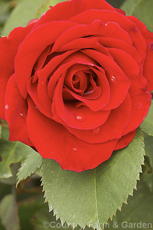 Rosa 'Kommodore', a Cluster-flowered (<i>Floribunda</i>) shrub rose raised by Tantau of Germany in 1959. Order: Rosales, Family: Rosaceae