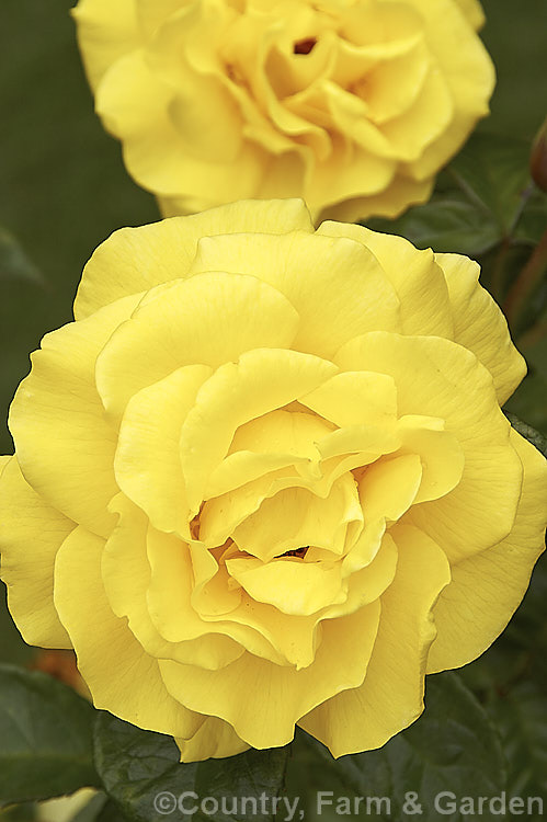 Rosa 'Golden Wedding', a Cluster-flowered (<i>Floribunda</i>) bush rose raised by Christensen of the United States and introduced by Bear. Creek. Roses in 1991. The popular modern 'Golden Wedding' should not be confused with the 1938. Krebs. Hybrid Tea of the same name. Order: Rosales, Family: Rosaceae