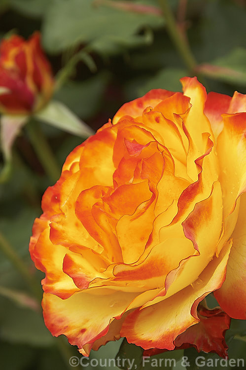 Rosa 'Tequila Sunrise' ('Bonfire. Night' x 'Freedom'), a heavy-flowering and compact. Large-flowered (<i>Hybrid Tea</i>) shrub rose raised by Dickson of Northern Ireland in 1989. Order: Rosales, Family: Rosaceae