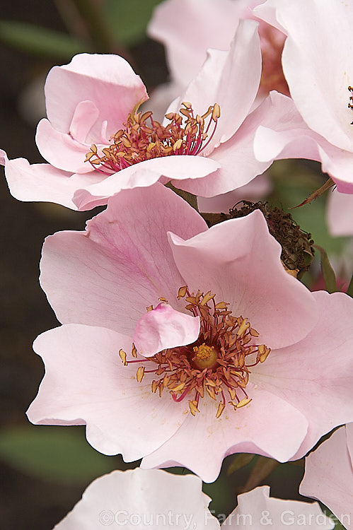 Rosa 'Dainty. Bess', ('Ophelia' x 'Kitchener of Khartoum'), a Large-flowered (<i>Hybrid Tea</i>) shrub rose introduced by Archer of England in 1925. It grows to around 15m tall and the delicate single flowers have a mild spicy scent. Order: Rosales, Family: Rosaceae