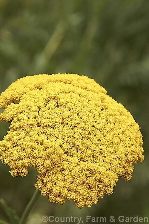 The flowerhead of the Fernleaf Yarrow (<i>Achillea filipendulina</i>), a 60cm-15m tall summer-flowering herbaceous perennial found from the Caucasus to Afghanistan. Many garden hybrids have this species in their parentage. Order: Asterales, Family: Asteraceae