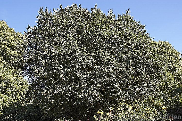 Whitebeam (<i>Sorbus aria</i>) in late summer. It is a broad-crowned deciduous tree from the mountains of Europe and can grow to 12m tall. The flowers are followed by 10-12 mm diameter, orange-red fruit that in this image are showing just a little colour. sorbus-2143htm'>Sorbus.