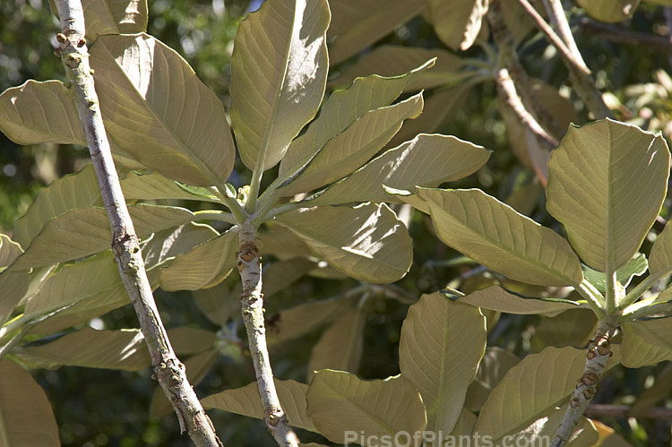 <i>Rhododendron macabeanum</i>, an early-flowering, large-leafed grande series species from northeast India It has a tree-like habit and grows to around 15m tall with leaves up to 25cm long. The flower colour ranges from pale cream to primrose yellow. Order: Ericales, Family: Ericaceae
