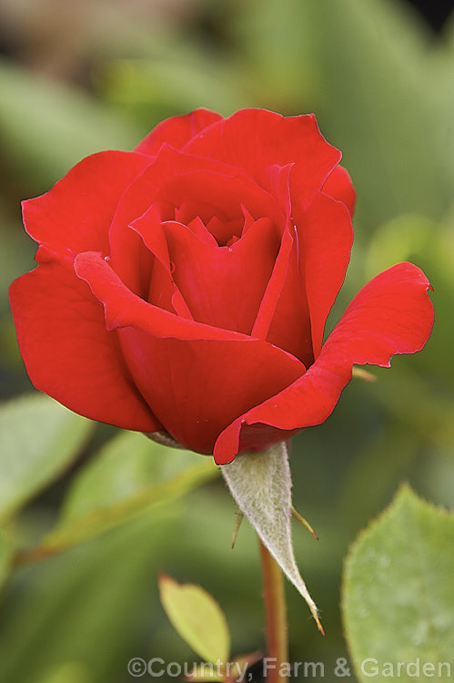 Rosa 'Wee. Jock' ('National. Trust' x 'Wee. Man'), a Miniature or Patio. Rose raised by Cocker of Scotland in 1980. It is repeat flowering and mildly scented. Order: Rosales, Family: Rosaceae