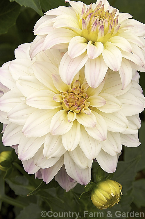 Dahlia 'Gallery. Art. Fair', one of the Gallery series. Decorative (<i>Group 5) dahlias, it was raised by Verwer in 1995. It is compact, around 40cm tall, but has flowerheads to 13cm wide. Order: Asterales, Family: Asteraceae