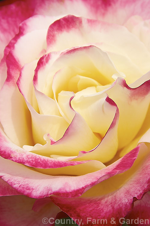 Rosa 'Double. Delight' ('Granada' x 'Garden. Party'), a Large-flowered (<i>Hybrid Tea</i>) bush rose raised by Swim &. Weeks of the United States and introduced by Armstrong in 1977. Order: Rosales, Family: Rosaceae