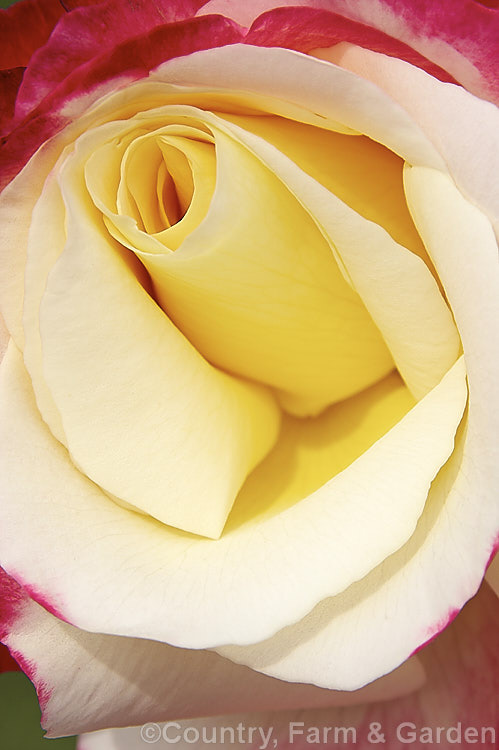 Rosa 'Double. Delight' ('Granada' x 'Garden. Party'), a Large-flowered (<i>Hybrid Tea</i>) bush rose raised by Swim &. Weeks of the United States and introduced by Armstrong in 1977. Order: Rosales, Family: Rosaceae