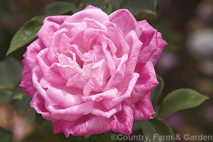 Rosa 'Hermosa', a China shrub rose raised by Marcheseau of France in 1840. It grows to around 1m high and has an abundance of small, very fully double flowers. Also known as 'Aromas'. Order: Rosales, Family: Rosaceae