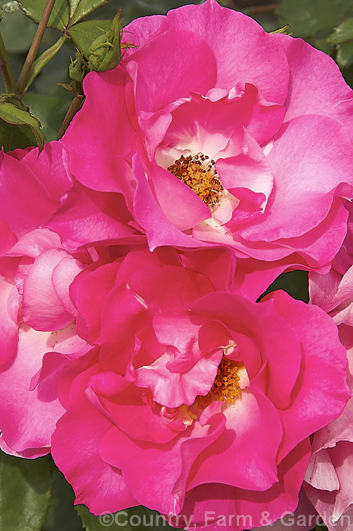 Rosa 'Dancing. Pink' ('Southampton' x 'Dortmund'), a Cluster-flowered (<i>Floribunda</i>) bush rose introduced by Henson in 1993. Its flowers are abundant and very fragrant. Order: Rosales, Family: Rosaceae
