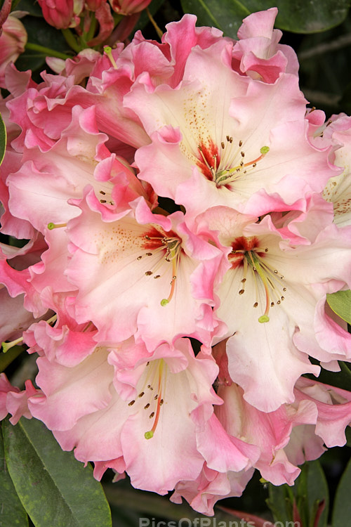 <i>Rhododendron</i> 'Lem's Cameo' ('Dido' x 'Anna'), a very beautiful and influential hybrid introduced in 1962 by Halfdan Lem of the United States. It is a compact, heavy flowering, lushly foliaged bush that set the standard for modern rhododendrons. Order: Ericales, Family: Ericaceae