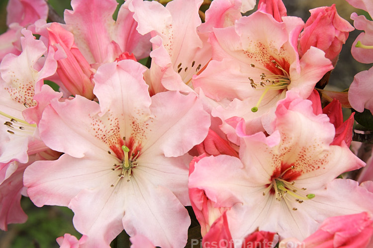 <i>Rhododendron</i> 'Lem's Cameo' ('Dido' x 'Anna'), a very beautiful and influential hybrid introduced in 1962 by Halfdan Lem of the United States. It is a compact, heavy flowering, lushly foliaged bush that set the standard for modern rhododendrons. Order: Ericales, Family: Ericaceae